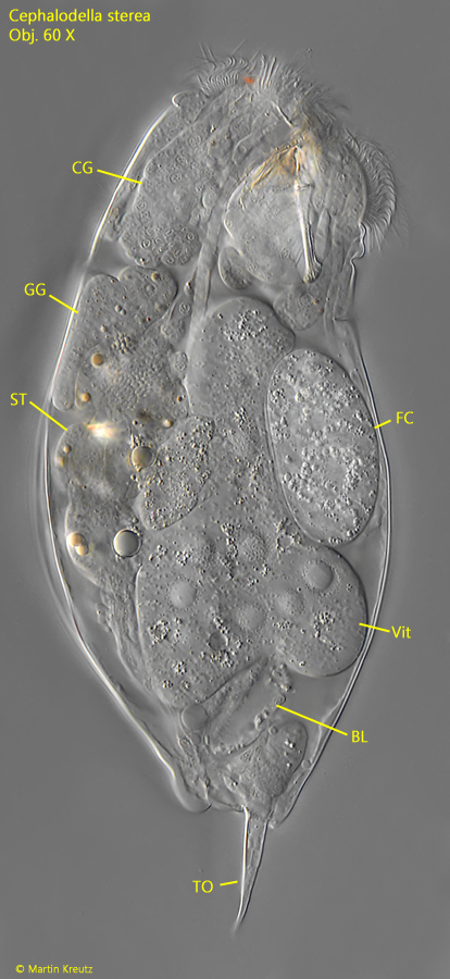 Cephalodella-sterea