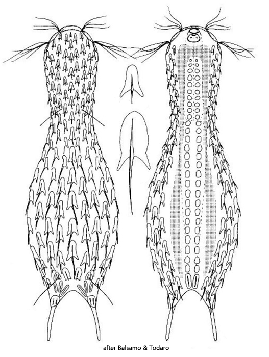 Chaetonotus-italicus