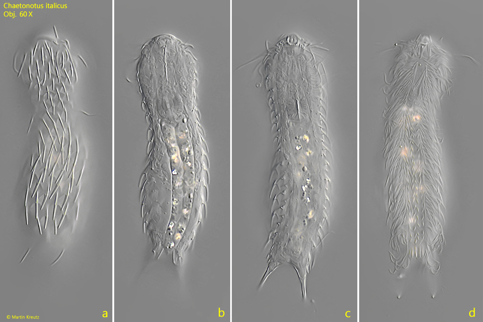 Chaetonotus-italicus