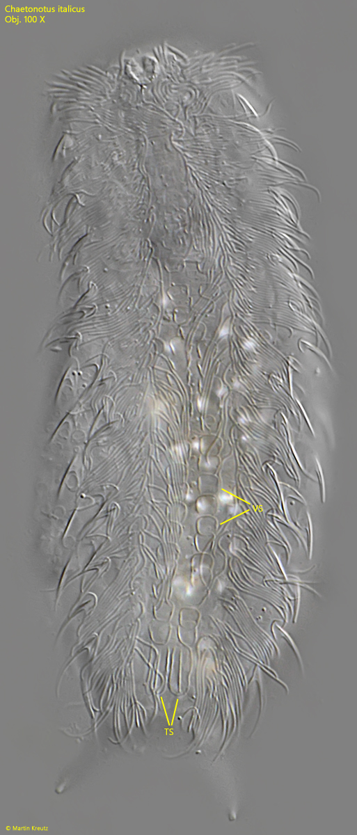 Chaetonotus-italicus