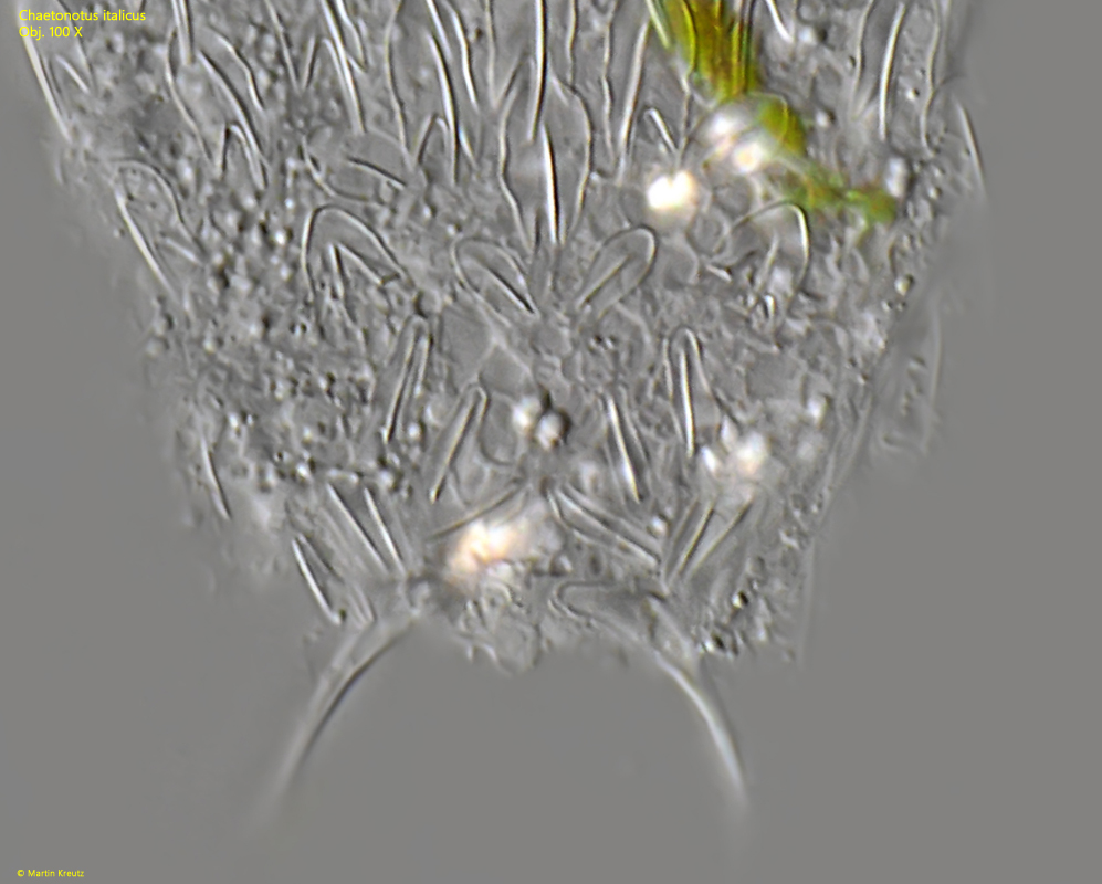 Chaetonotus-italicus