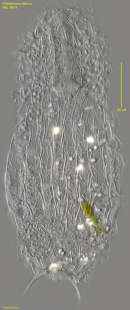 Chaetonotus-italicus