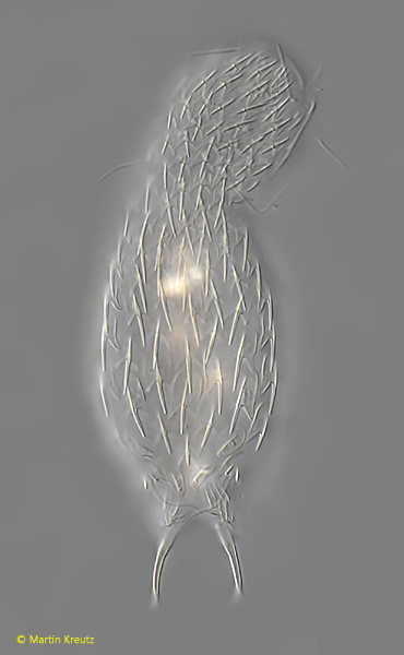 Chaetonotus-italicus