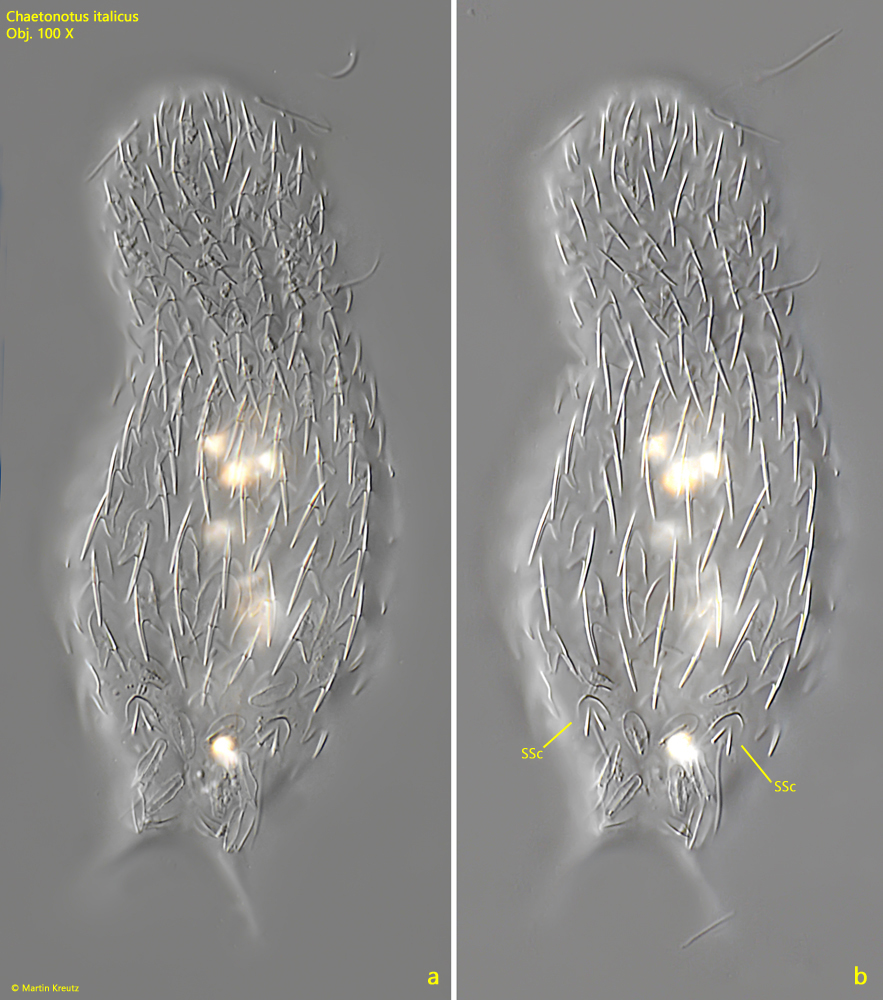 Chaetonotus-italicus