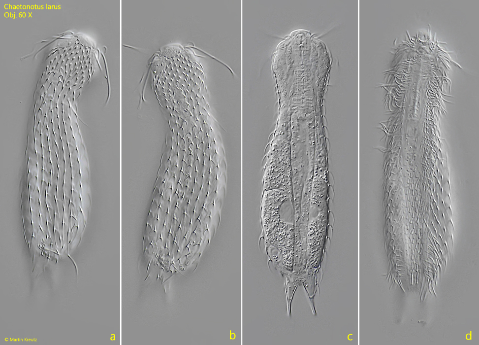 Chaetonotus-larus