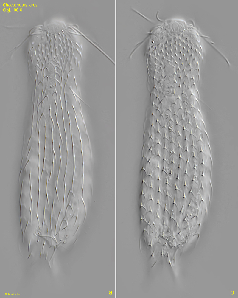 Chaetonotus-larus