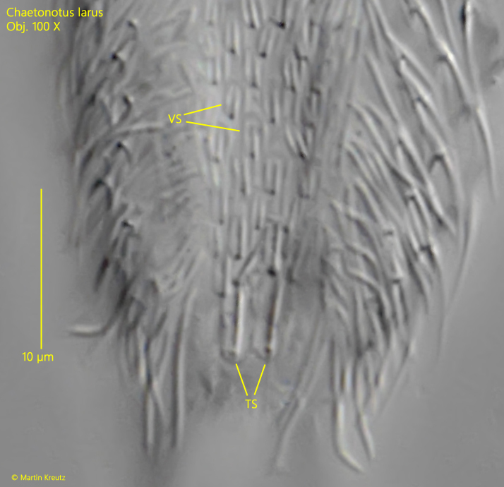 Chaetonotus-larus