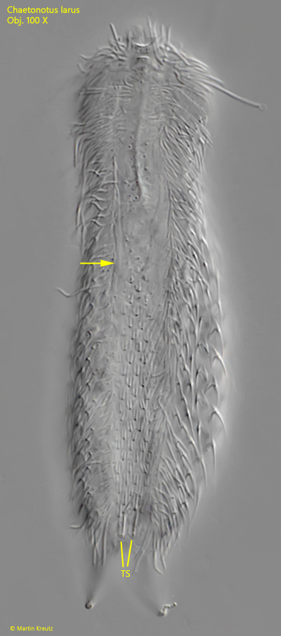 Chaetonotus-larus