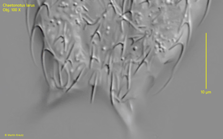 Chaetonotus-larus