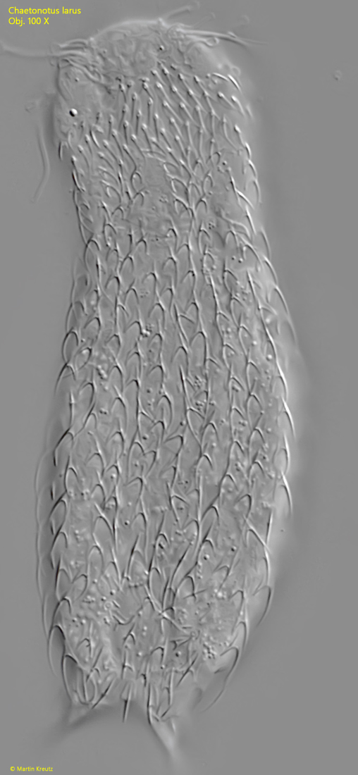 Chaetonotus-larus