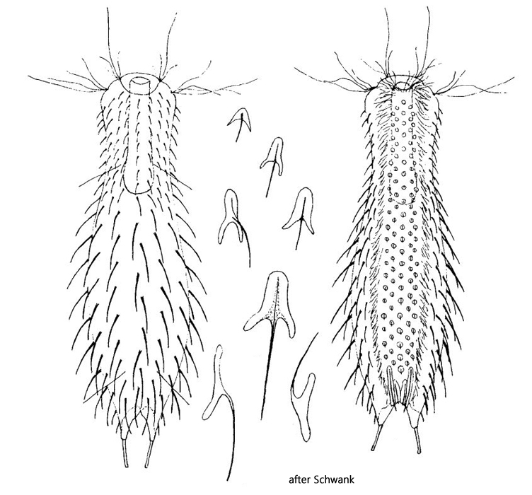 Chaetonotus-larus
