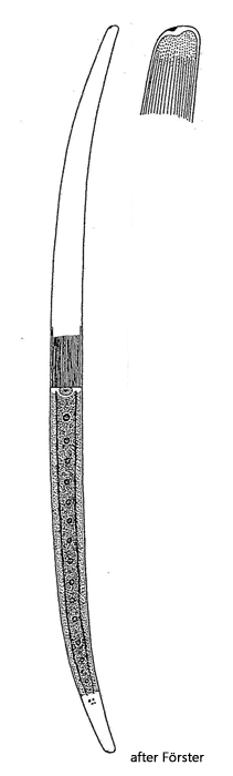 Closterium-lineatum