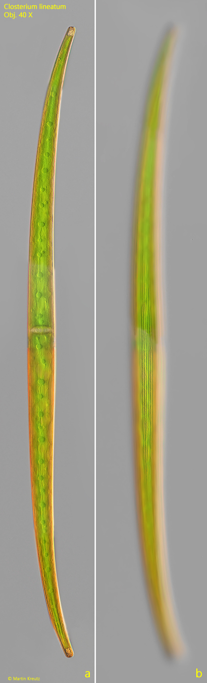 Closterium-lineatum