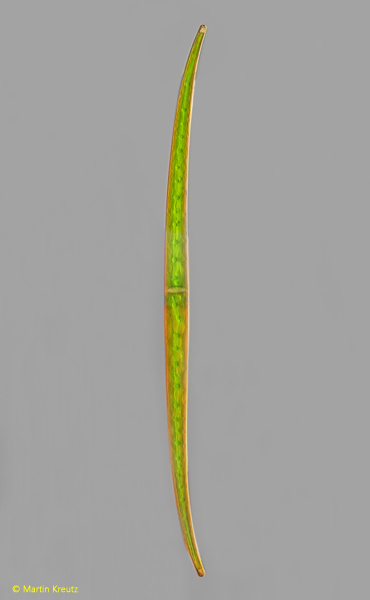 Closterium-lineatum