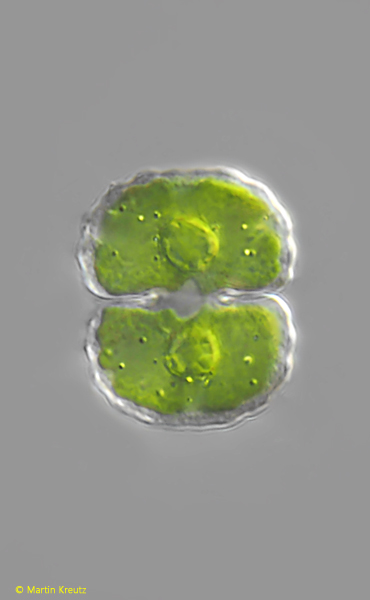 Cosmarium-dickii