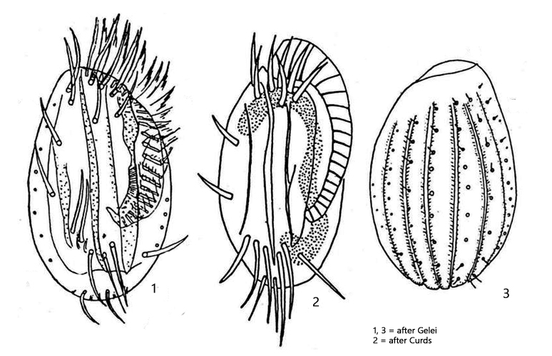 Euplotes-affinis