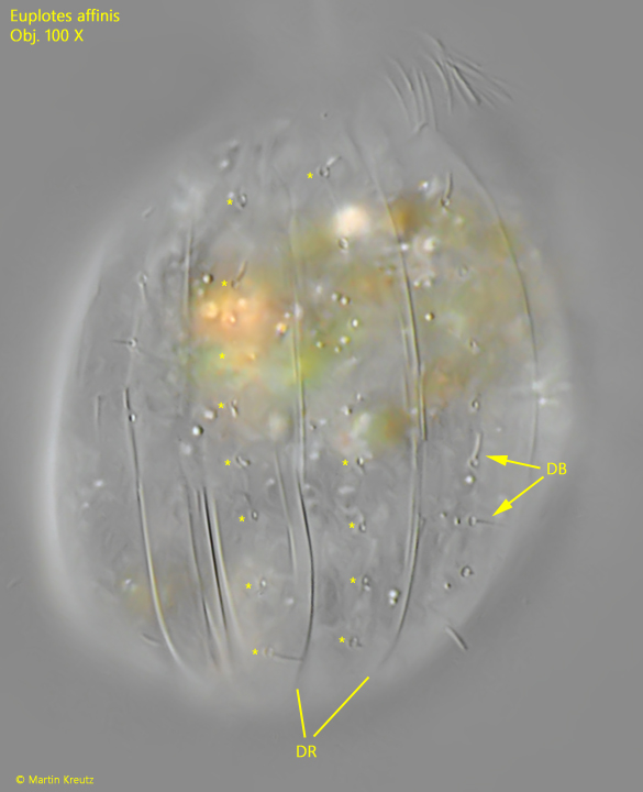 Euplotes-affinis