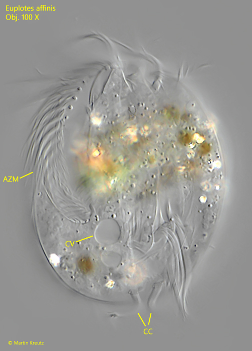 Euplotes-affinis
