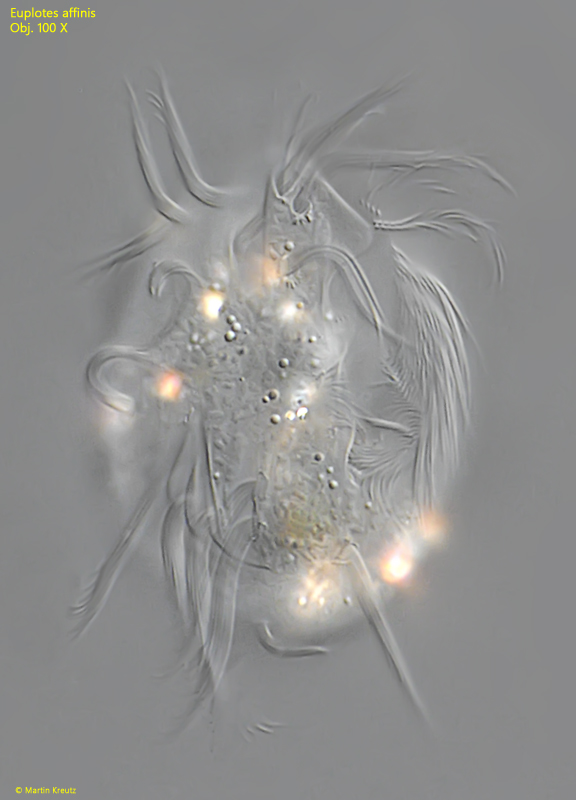 Euplotes-affinis