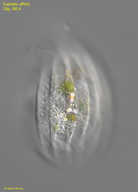 Euplotes-affinis