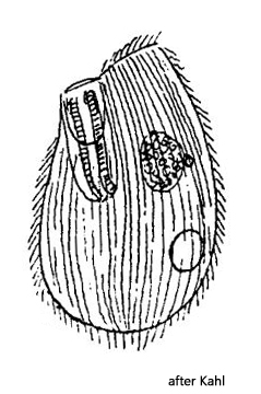 Glaucoma-chaetophorae