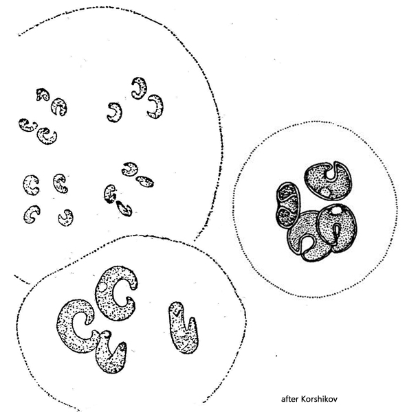 Kirchneriella-irregularis