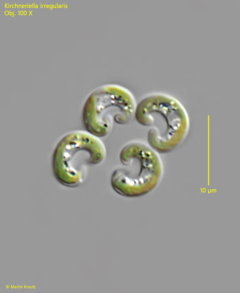 Kirchneriella-irregularis