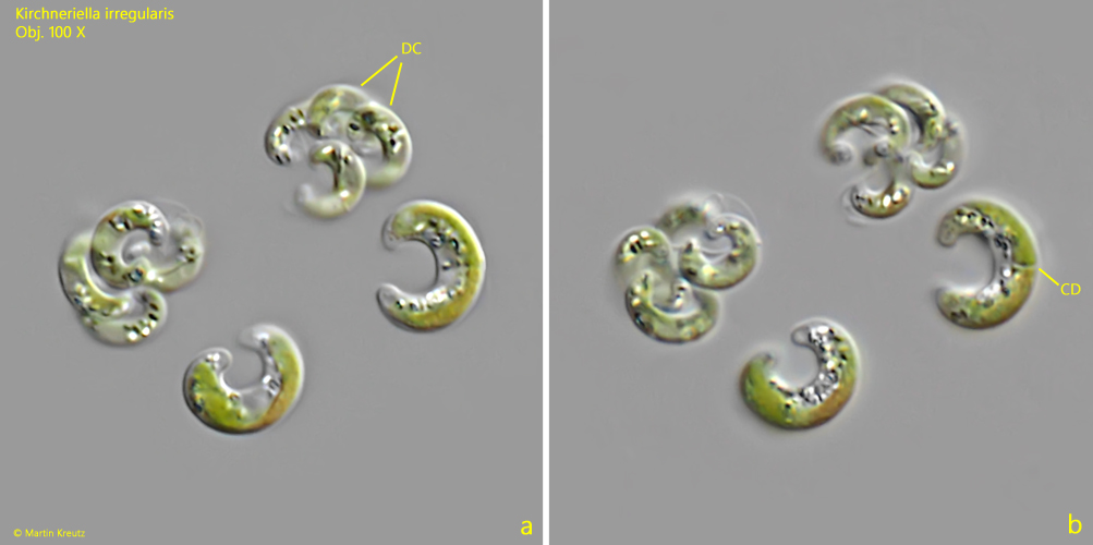 Kirchneriella-irregularis