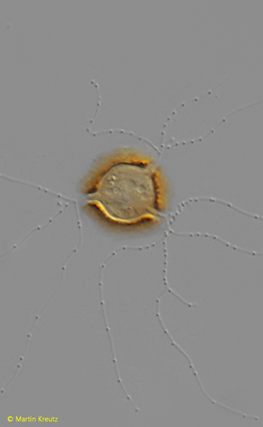 Microcometes-paludosa