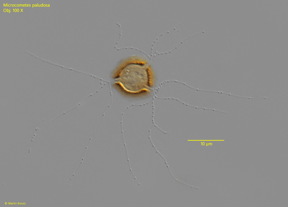 Microcometes-paludosa