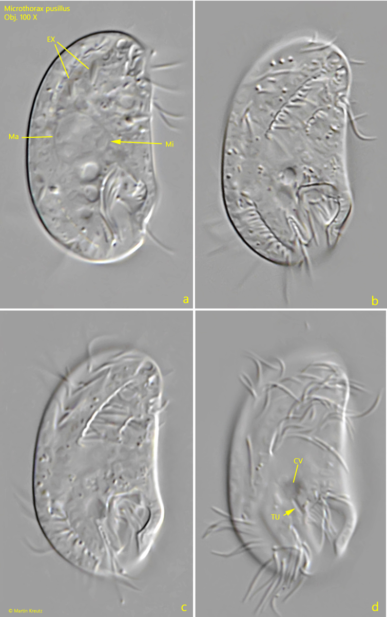 Microthorax-pusillus
