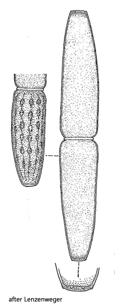 Pleurotaenium-truncatum