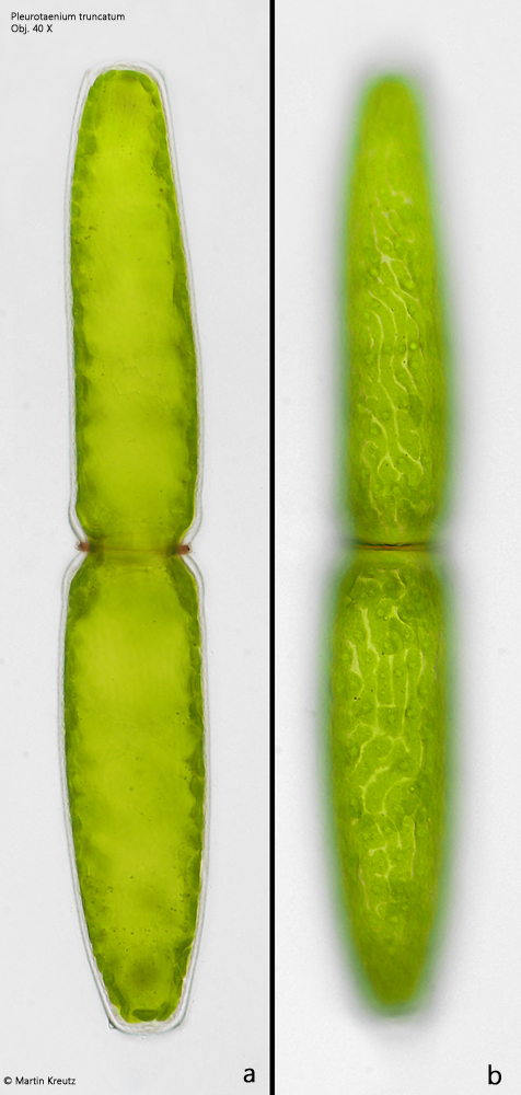 Pleurotaenium-truncatum