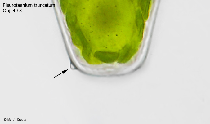 Pleurotaenium-truncatum
