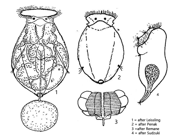 Pompholyx-sulcata