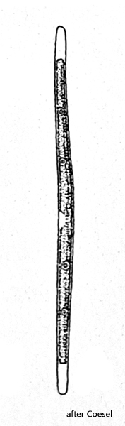 Roya-closteroides