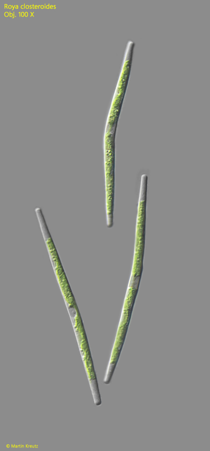 Roya-closteroides