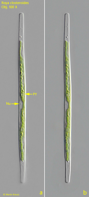 Roya-closteroides