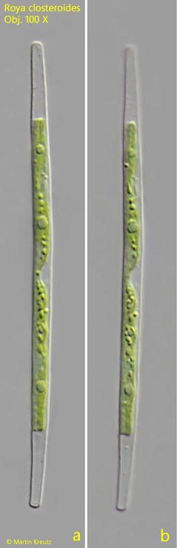 Roya-closteroides