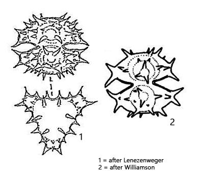 Staurastrum-simonyi