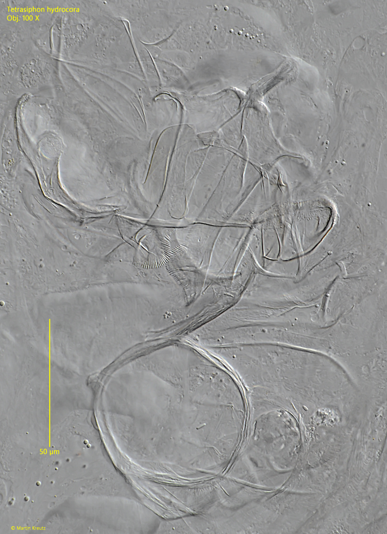 Tetrasiphon-hydrocora