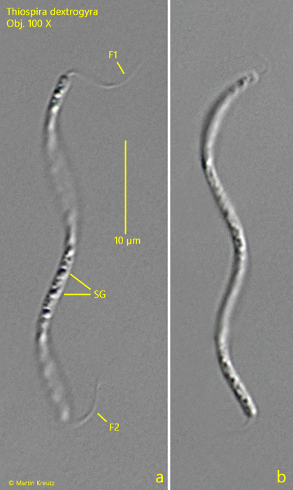 Thiospira-dextrogyra