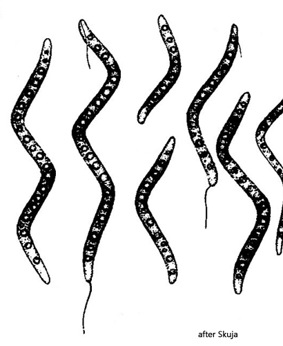 Thiospira-dextrogyra