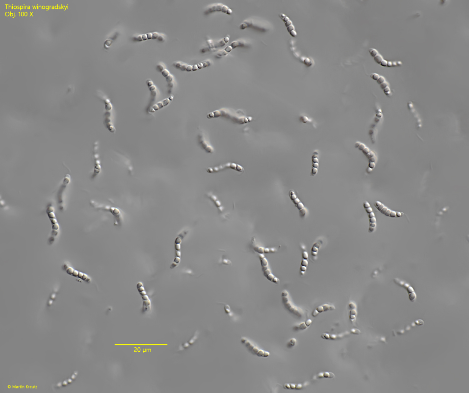 Thiospira-winogradskyi
