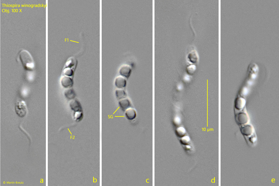 Thiospira-winogradskyi