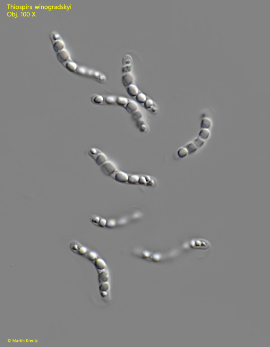 Thiospira-winogradskyi
