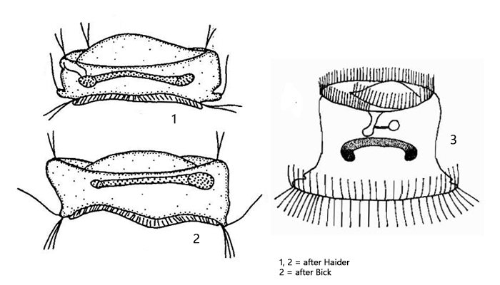 Trichodina-pediculus