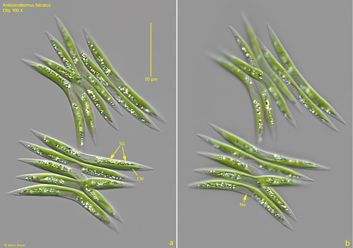 Ankistrodesmus-falcatus