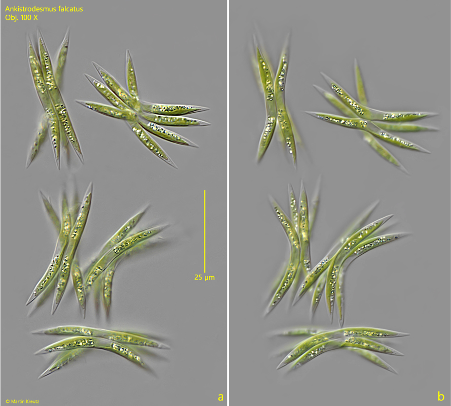 Ankistrodesmus-falcatus
