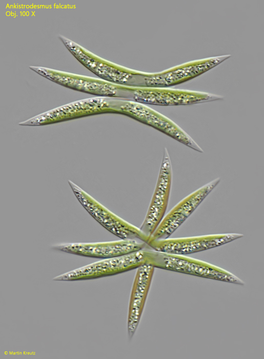 Ankistrodesmus-falcatus